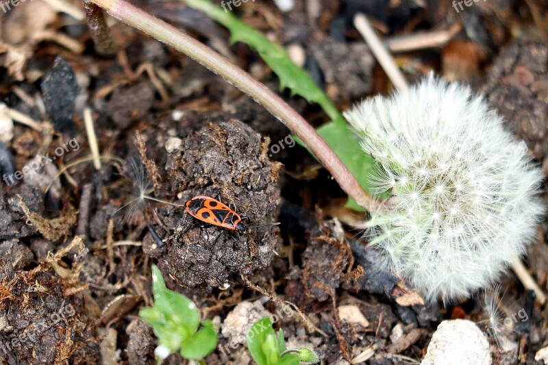 Beetle Fire Bug Dandelion Insect Nature