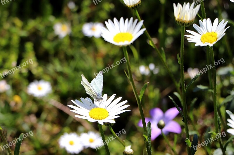 Insect Butterfly Nature Wild Flowers Blossom