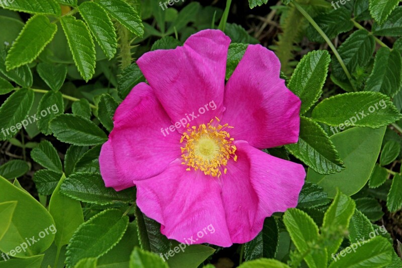 Flower Nature Blossom Bloom Plant