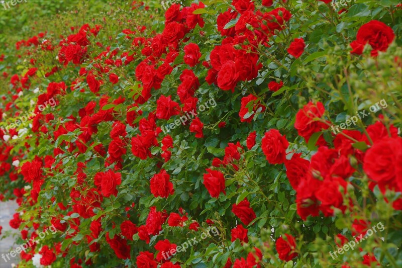 Rose Spring Nature Red Beautiful