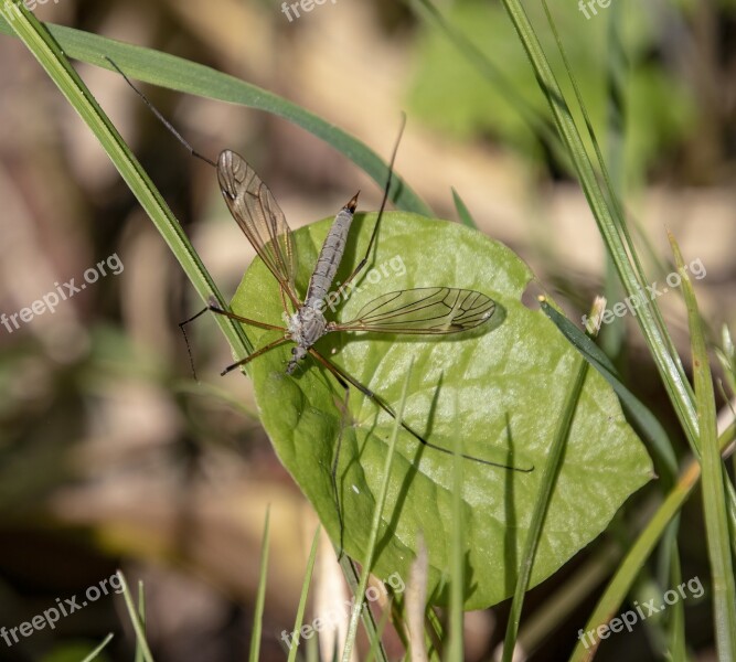 Cranefly Insect Wings Veins Fly