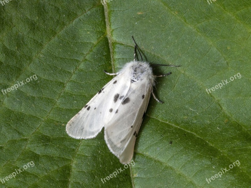 Moth Macro Muslin Insect Nature