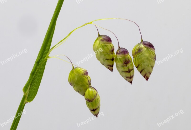 Quaking Grass Ornamental Green Red