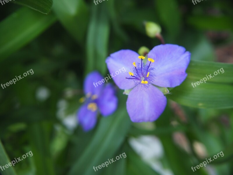 Flower Blossom Bloom Nature Plant