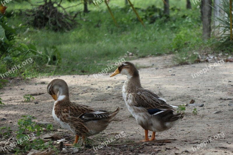 Couple Of Ducks Green Grass Meadow Field