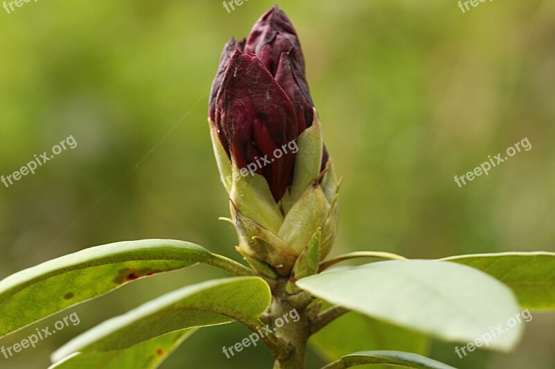 Rhododendron Flower Bud Nature Free Photos