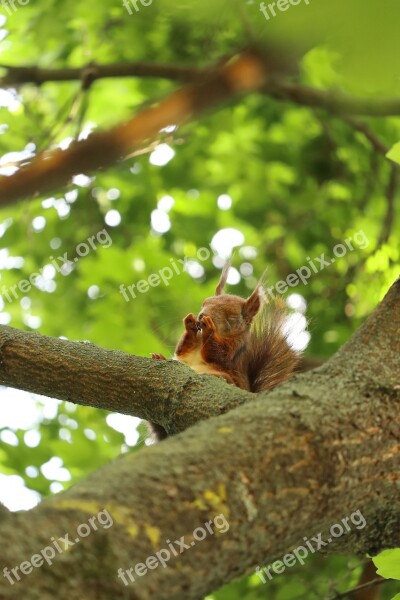 Squirrel Cute Squirrel Fat Squirrel Red Squirrel Baby Squirrel