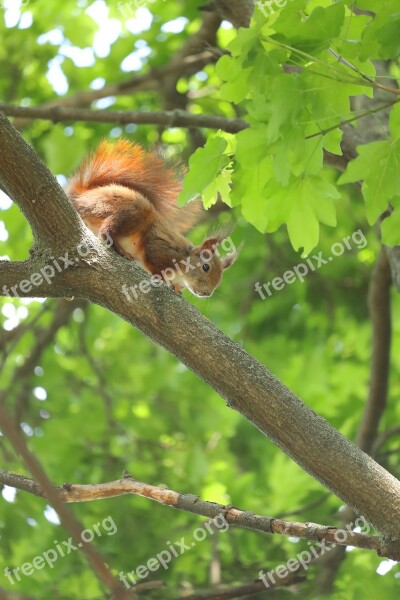 Squirrel Cute Squirrel Fat Squirrel Red Squirrel Baby Squirrel