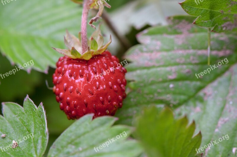 Strawberry Wild Strawberry Fruit Red Nature