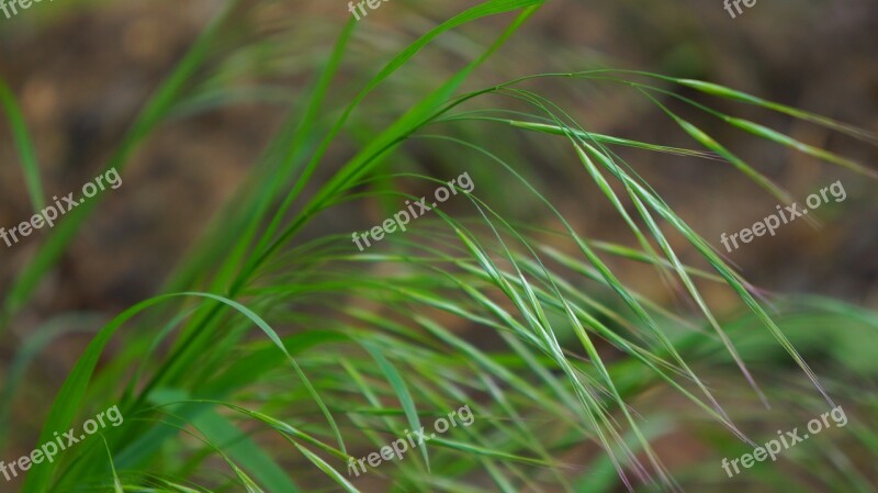 Nature Plants Grass Blades Meadow