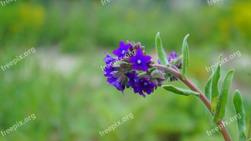 Nature Plants Flower Blue Flourishing