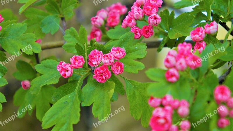 Nature Plants Pink Flowers Minor