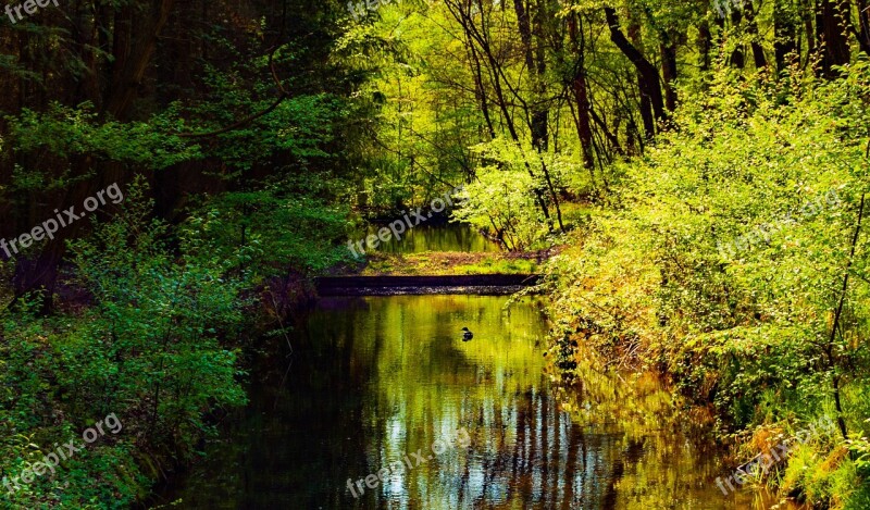 Spreewald Nature Forest Trees The Branitzer Park