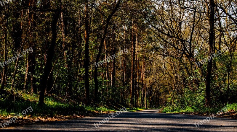 Spreewald Nature Forest Trees Lübbenau