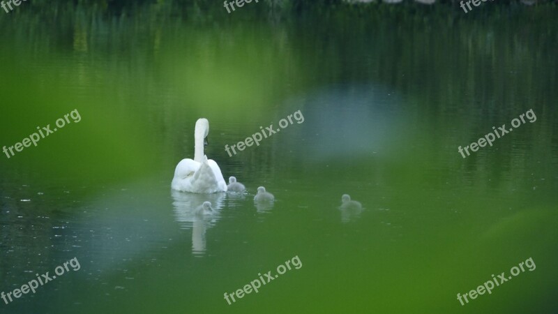 Swan Pond City Birds Copenhagen