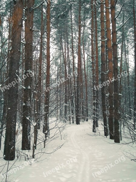 Forests Trees Nature Mystical Leaves