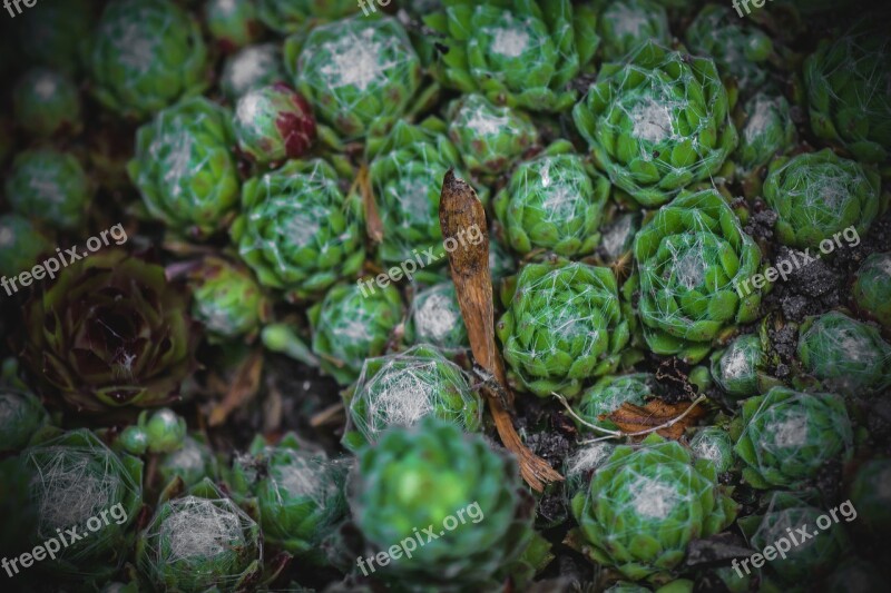 Succulents Fat Plants Green Nature Succulenten