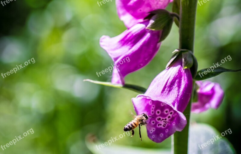 Flower Bellflower Pink Pattern Bee