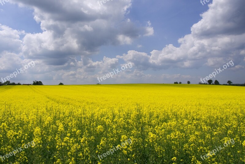 Oilseed Rape Field Of Rapeseeds Nature Landscape Spring