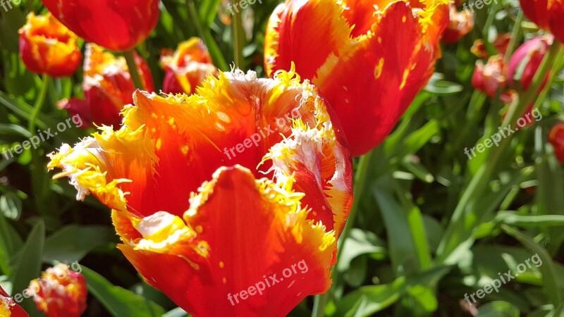 Tulips Flowers Field Of Flowers Frayed Close Up