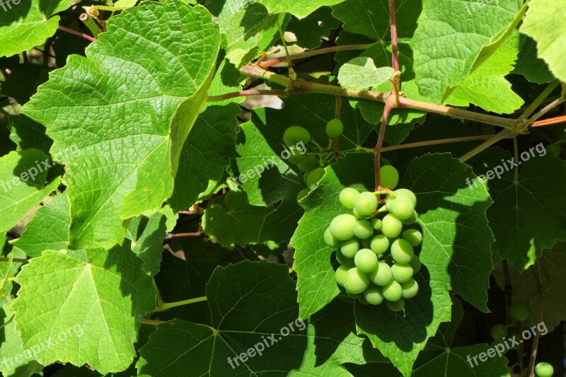 Grapes Screw Fruit Viticulture Vineyard