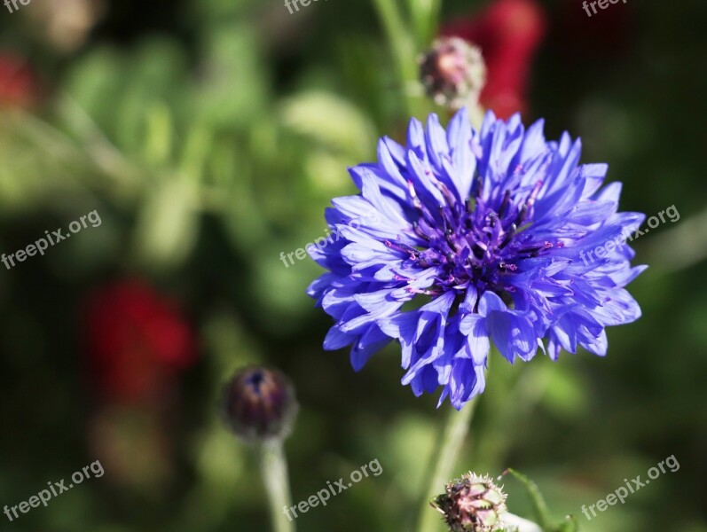 Kronblume Blue Nature Meadow Long