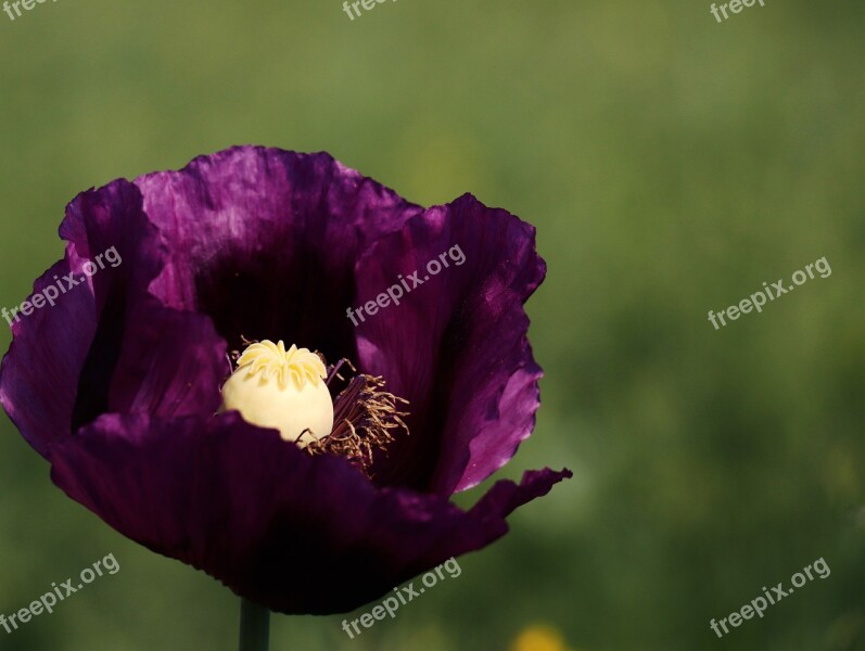 Poppy Purple Violet Flower Summer