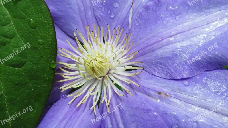 Clematis Flower Purple Blossom Free Photos