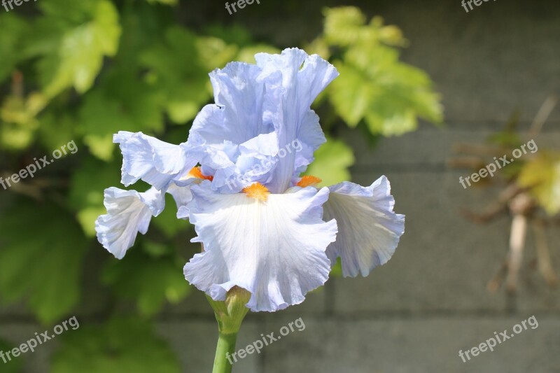 Iris Blue Bulb Flower Nature