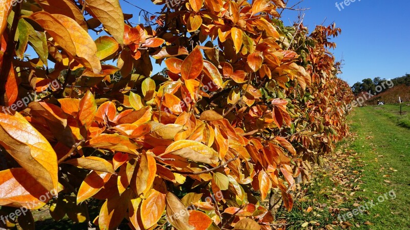 Autumn Leaves Fall Maple Free Photos