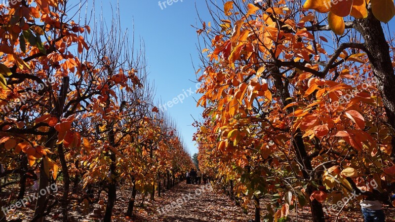 Autumn Fruit Trees Orchard Free Photos