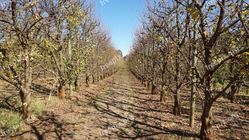 Trees Fruit Trees Orchard Autumn Free Photos