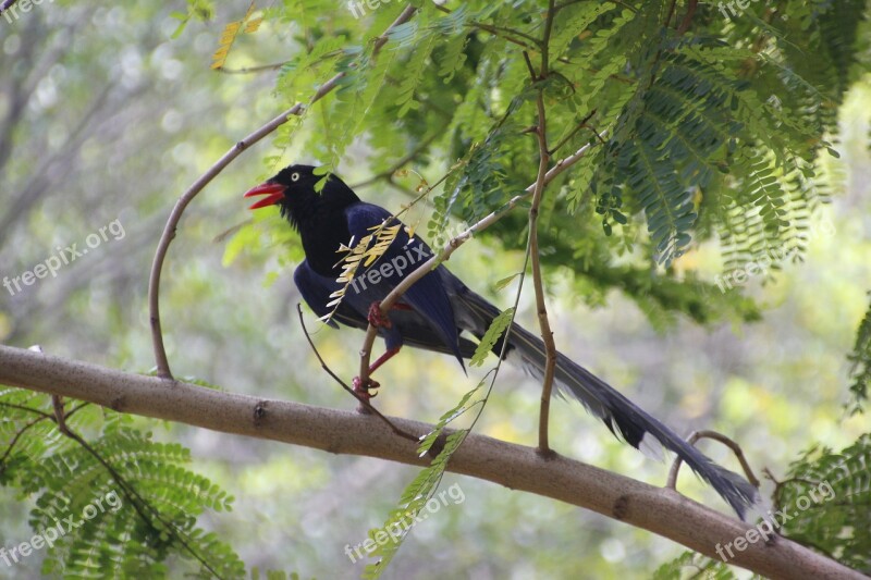 Taiwan Blue Magpie Taiwan Dark Blue Magpie Red-billed Hill Magpie Long-tailed Mountain Mother Bird