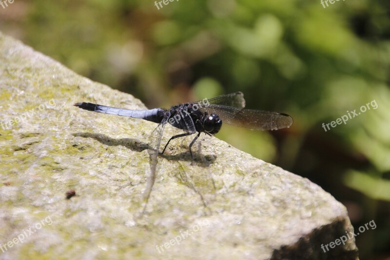 Dragonfly Blue Dragonfly Dwarf Dragonfly Free Photos