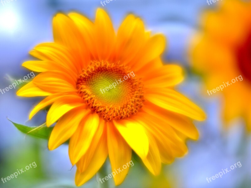 Sunflower Yellow Summer Flower Bloom