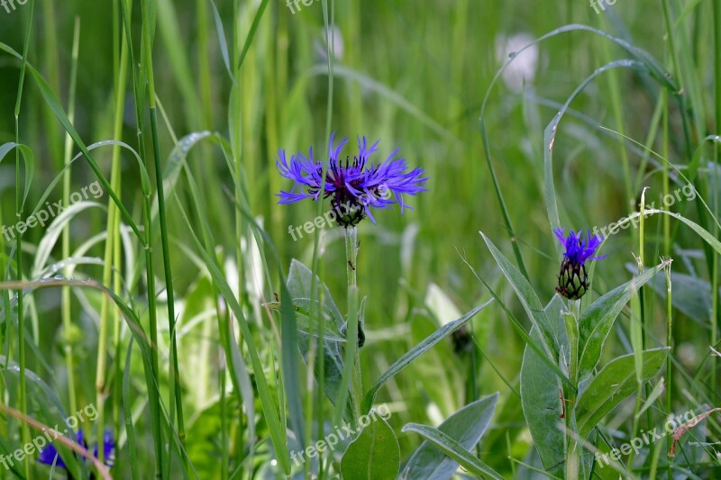 Cornflowers Blue Nature Flowers Meadow