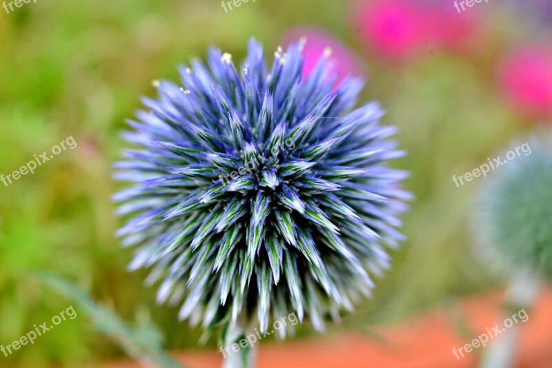 Thistle Flower Blue Vegetable Prickly