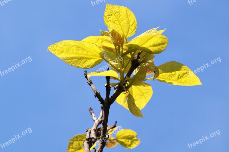 Catalpa Foliage Branch Tree Light