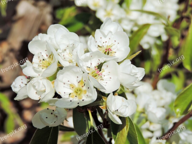 Flowers Nature Pear Pear Blossom Spring