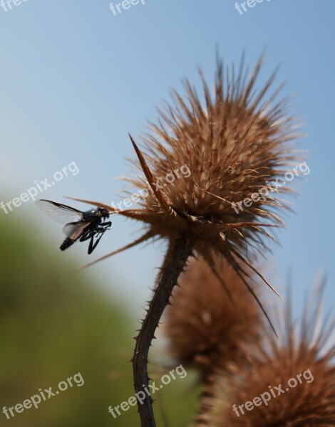 Nature Fly Animal Stalk Plant