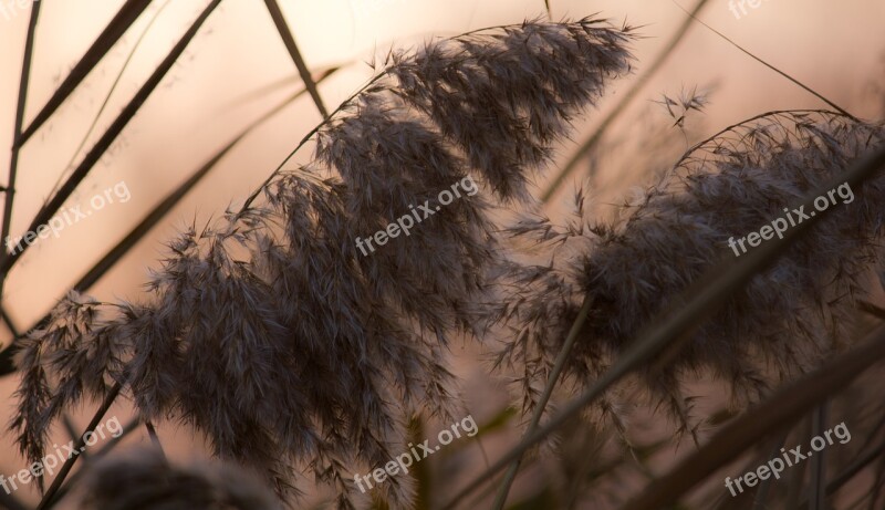 Nature Sunset Plant Breeze Free Photos