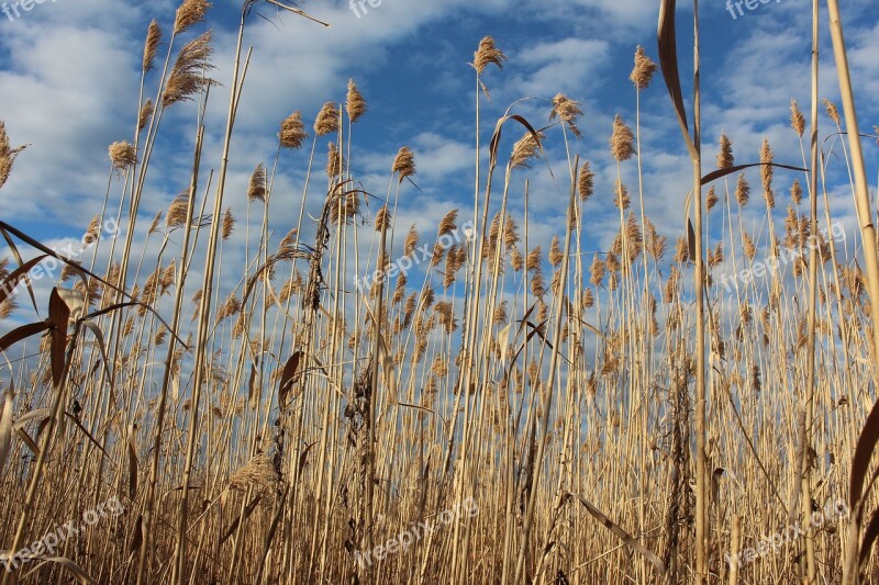 Bulrush Sky Peaceful Clouds Free Photos