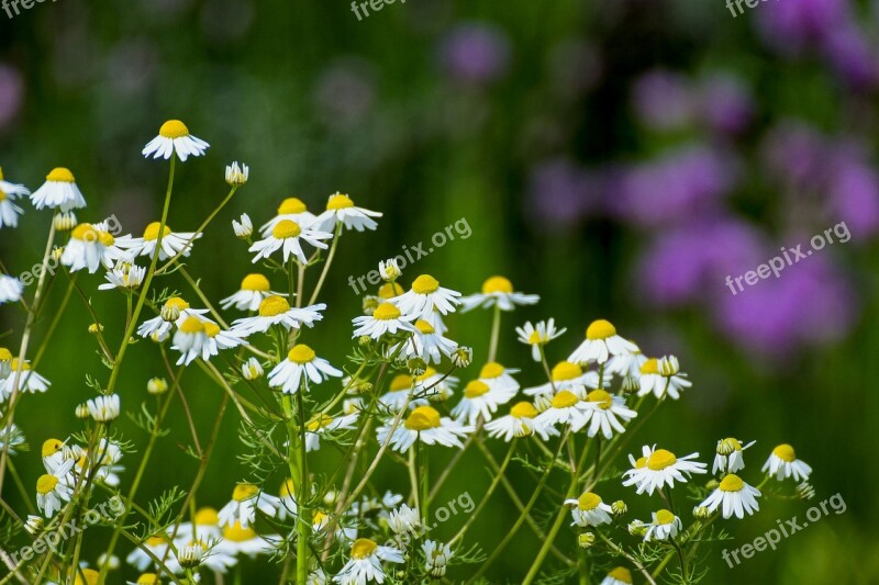 Chamomile Flowers Naturopathy Medicinal Plant Spring