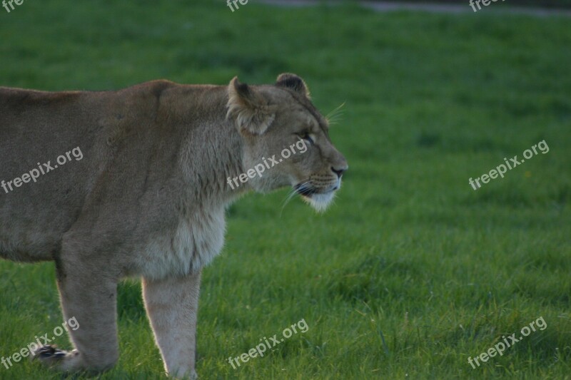 Lioness Large Dangerous Carnivore Predator