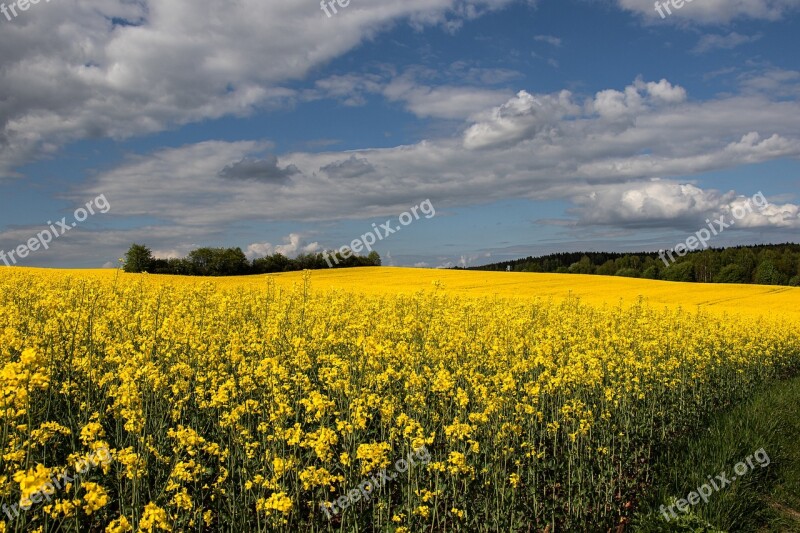 Landscape Oilseed Rape Yellow Nature Agriculture