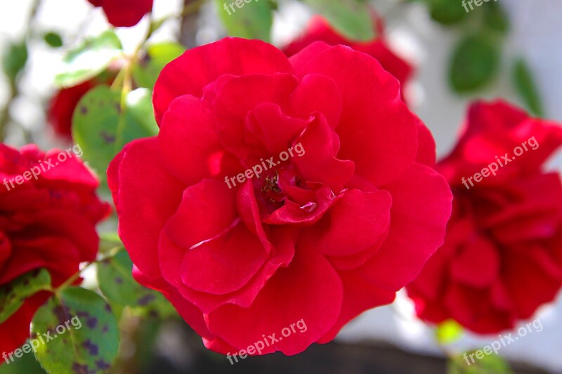 Rose Flower Blossom Bloom Nature