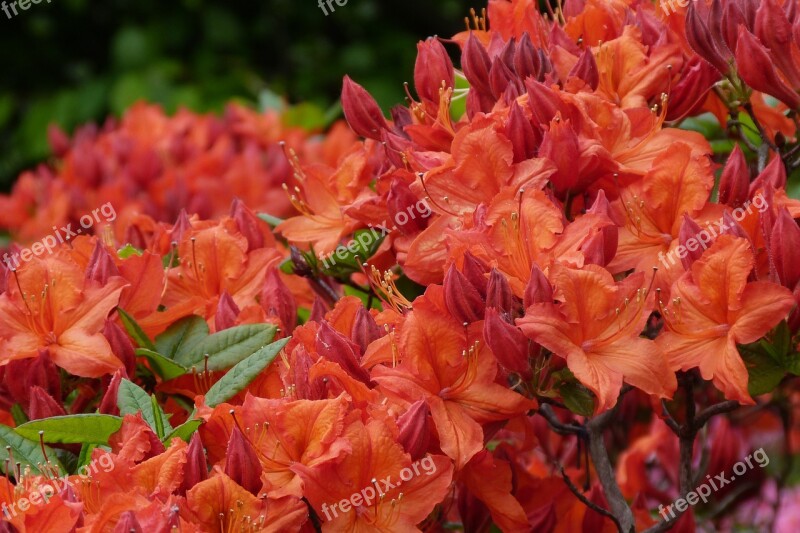 Azalea Orange Rhododendron Flowers Gardening