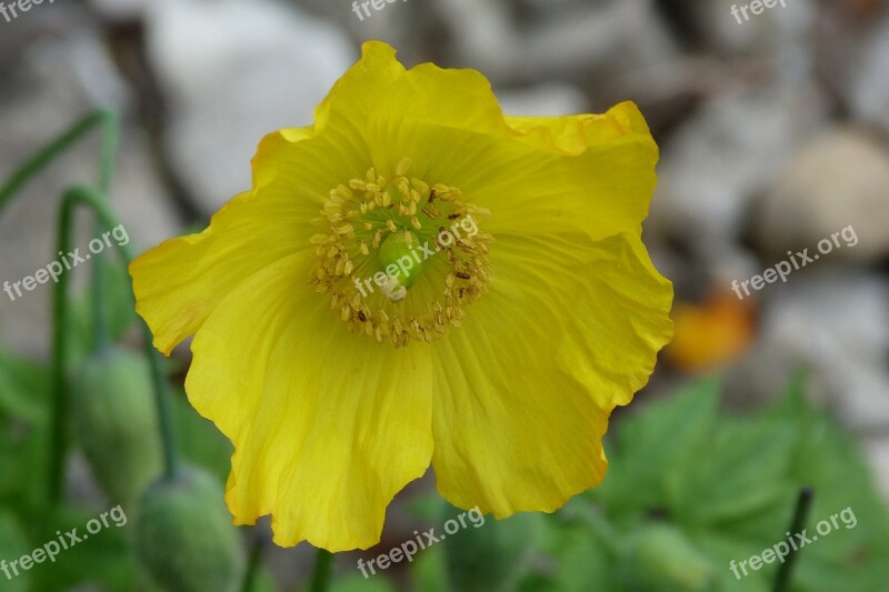 Flower Yellow Poppy Garden Bloom