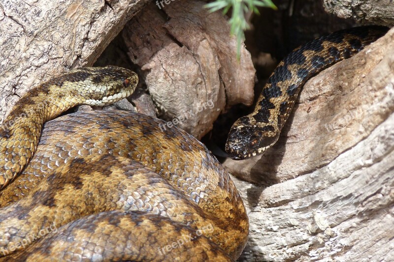 Snakes Adders Reptiles Slither Venomous