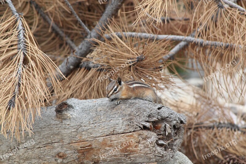 Chipmunk Colorado Cute Furry Forest